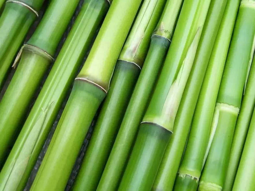 jimat keberuntungan - bambu