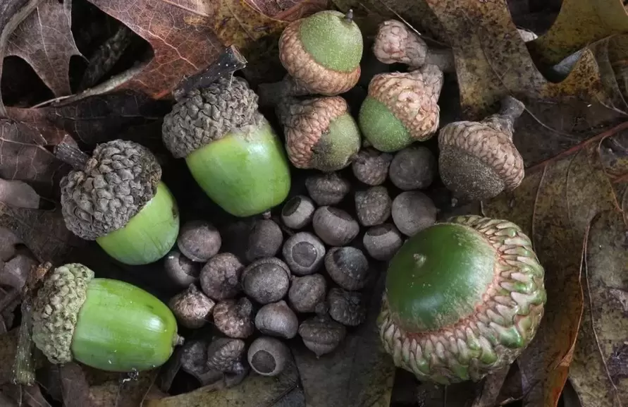 jimat keberuntungan - biji pohon ek